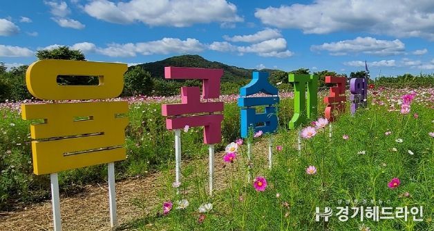 제8회 파주 파평 코스모스 축제 성황리 개최