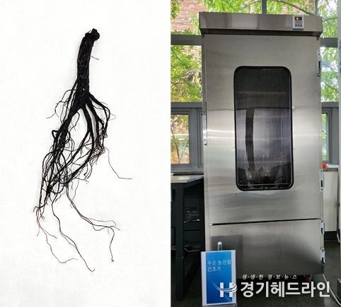 하이드로월드의 구중구포 흑삼 제조기와 흑삼 실제사진