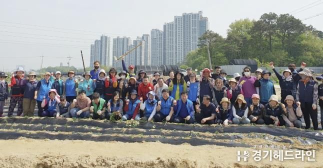 수원특례시 팔달구 화서1동 '사랑의 고구마 심기'