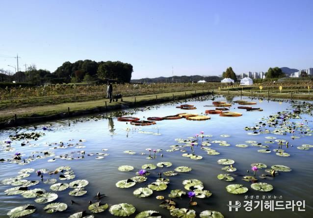 연꽃테마파크 전경