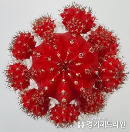 비모란선인장 레드윈