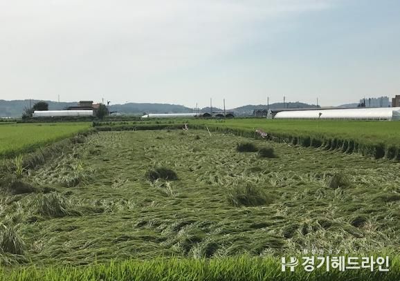 벼 도복 사진