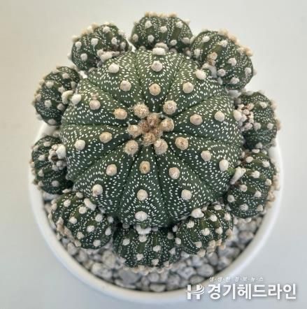 아스트로피튬 쿠키볼