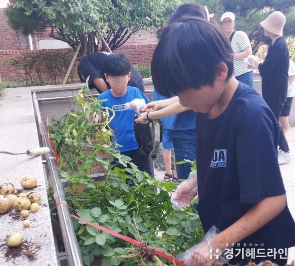 수원특례시 장안구 조원1동 새마을문고회, 어린이 감자 수확 체험