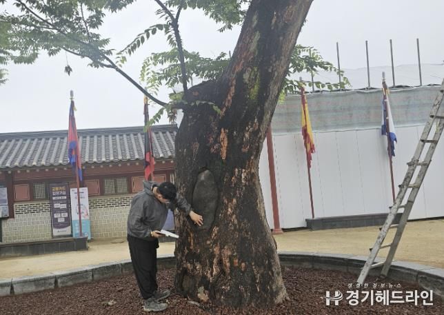 화성행궁 앞 보호수를 점검하는 모습