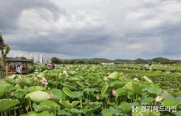 연꽃테마파크 전경