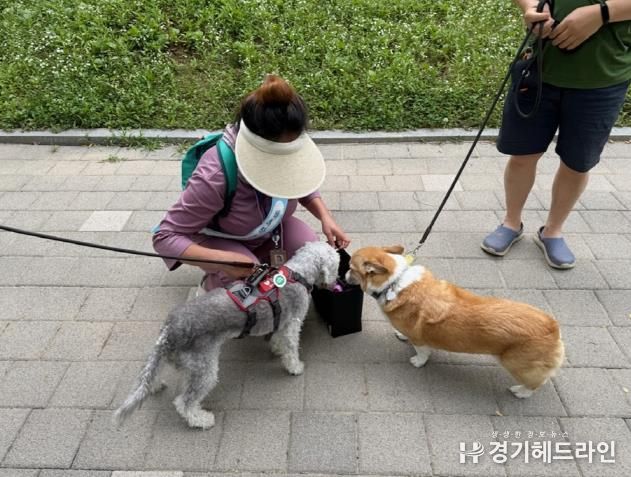 수원특례시 팔달구, 반려동물 공공장소 지도 단속 및 캠페인 추진