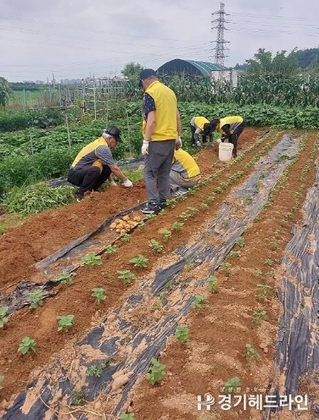 파주시 조리읍 실버경찰대, '실버 희망 텃밭'서 감자 수확