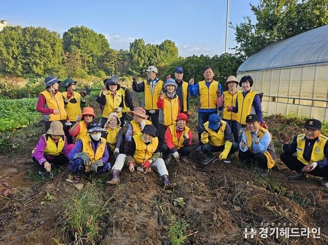 파주시 금촌2동 실버경찰대, 직접 재배한 고구마로 나눔 실천