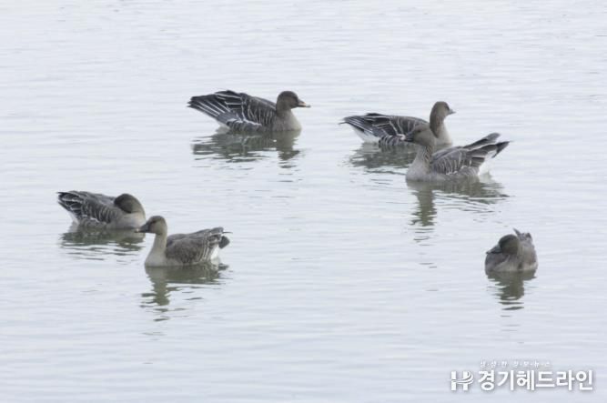 의왕 조류생태과학관, 멸종위기종‘큰기러기’왕송호수에 찾아와