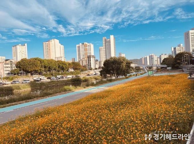 중랑천 황화 코스모스 꽃길