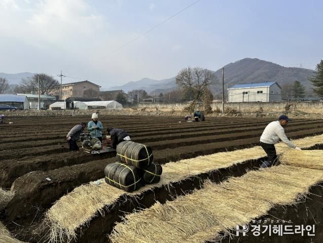 포천시, 기후변화 대응 ‘인삼 신품종 시범사업’ 추진