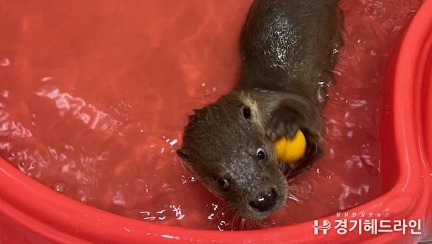 구조동물(수달)