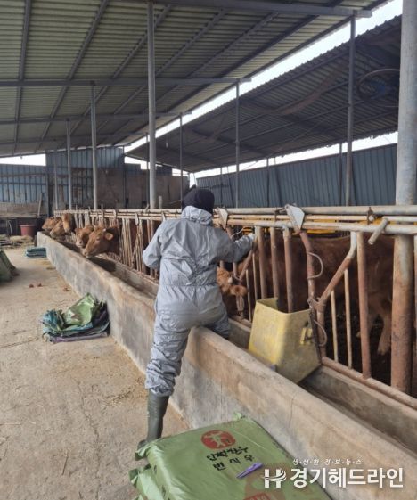 안성시, 2026년 상반기 구제역 긴급 일제접종 추진