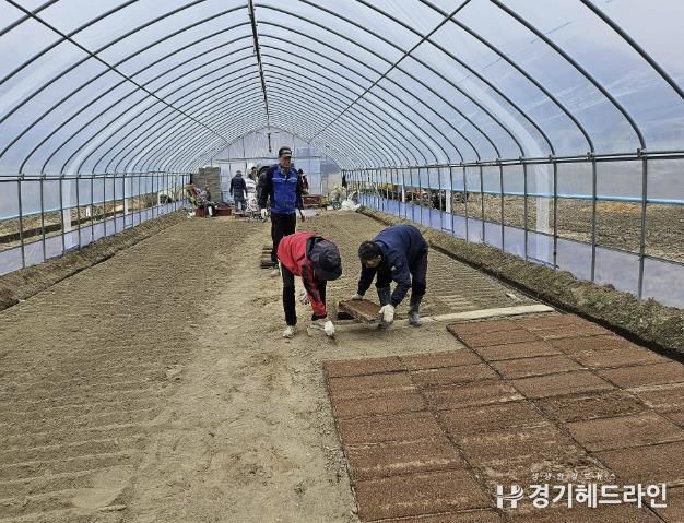 못자리 모판 늘어놓기