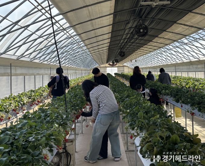 함께 찾는 봄 보물지도 - 딸기따기 체험