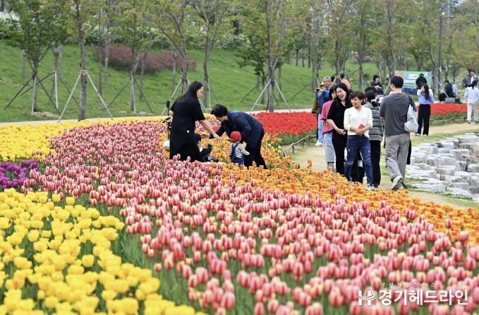 하남시, 도심 곳곳 봄꽃 물결…벚꽃·튤립 개화 앞두고 볼거리 풍성