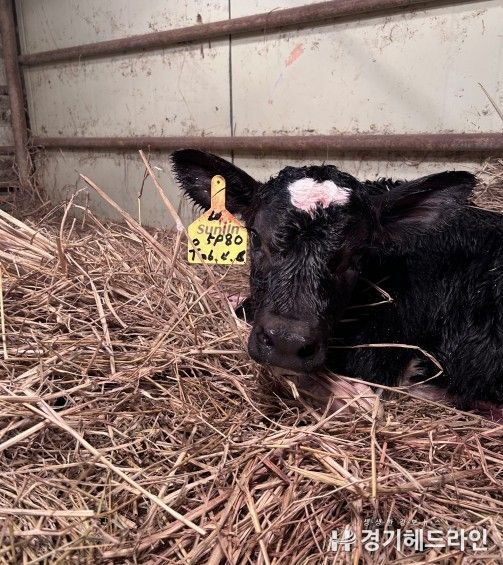 송아지 출산
